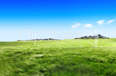 Meadow landscape