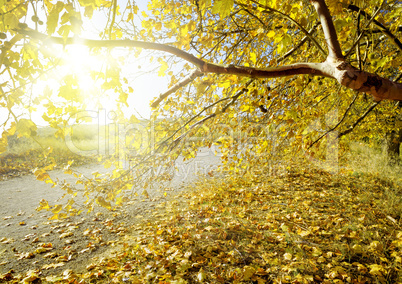 tree in autumn scenery