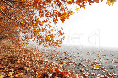 Autumn scenery and copyspace