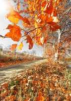 Tree autumn scenery