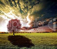 Sunset tree and green fields