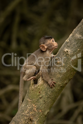 Baby long-tailed macaque climbs leaning tree trunk