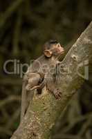 Baby long-tailed macaque climbs leaning tree trunk