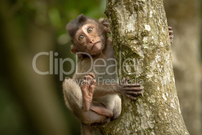 Baby long-tailed macaque clinging to tree trunk