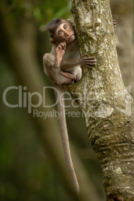 Baby long-tailed macaque clings to tree trunk