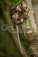 Baby long-tailed macaque clings to tree trunk