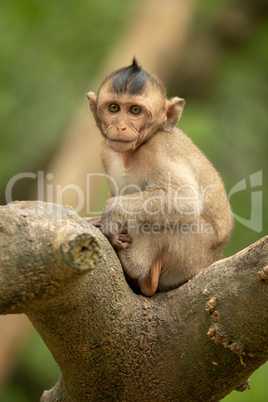 Baby long-tailed macaque faces camera on branch