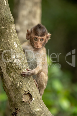 Baby long-tailed macaque faces camera on tree