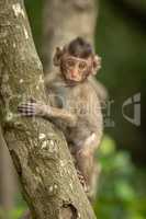 Baby long-tailed macaque facing camera on tree