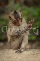Baby long-tailed macaque grooming leg on wall