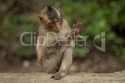 Baby long-tailed macaque grooms leg on wall