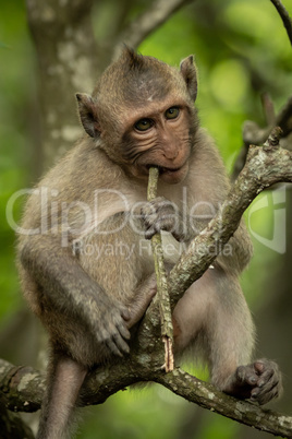 Baby long-tailed macaque in tree biting twig