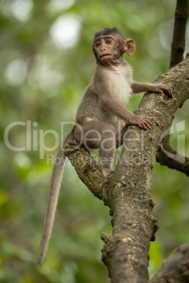 Baby long-tailed macaque in branches looking down