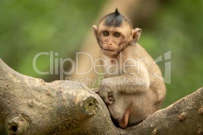 Baby long-tailed macaque in tree faces camera