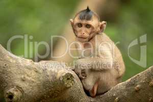 Baby long-tailed macaque in tree faces camera