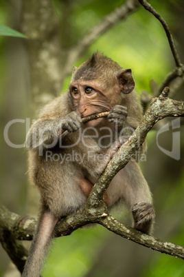 Baby long-tailed macaque in tree gnawing twig