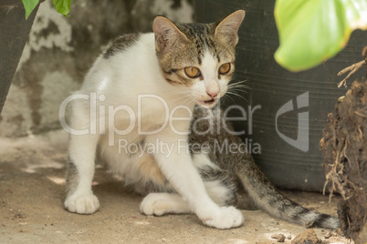 White kitten hiding between two potted plants