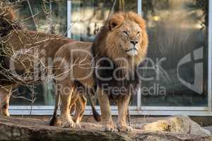 The lion, Panthera leo is one of the four big cats in the genus Panthera