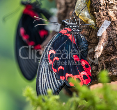 Papilio rumanzovia, the scarlet Mormon or red Mormon, butterfly