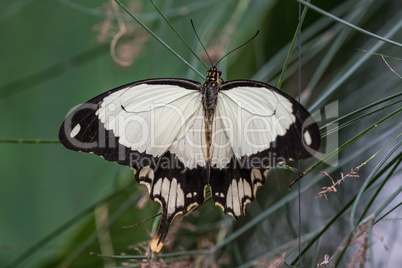 African White Swallowtail butterfly, Papilio dardanus sitting on a leaf