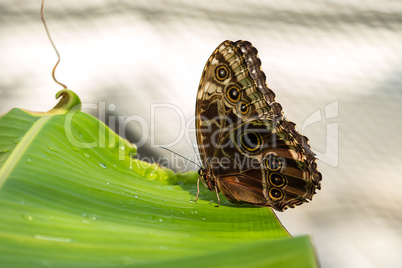 Owl butterfly ,caligo eurilochus. beautiful brown butterfly