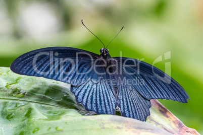 Tropical butterfly sitting on a leaf and resting