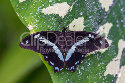 Blue morpho butterfly or the emperor, morpho peleides resting on a flower