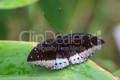 Tropical butterfly sitting on a leaf and resting