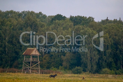 Landscape with horses grazing in meadow.