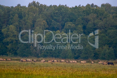 Landscape with horses grazing in meadow.