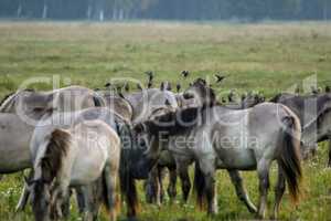 Wild horses grazing in the meadow on foggy summer morning.