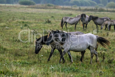 Wild horses grazing in the meadow on foggy summer morning.