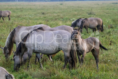 Wild horses grazing in the meadow on foggy summer morning.