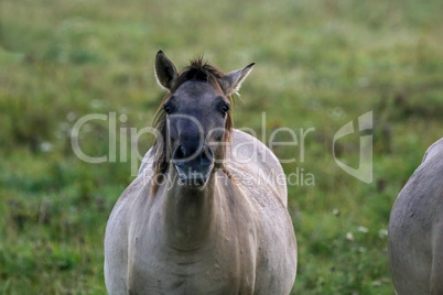 Portrait of horse grazing in the meadow on foggy summer morning.