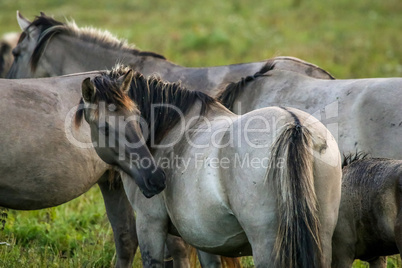 Wild horses grazing in the meadow on foggy summer morning.