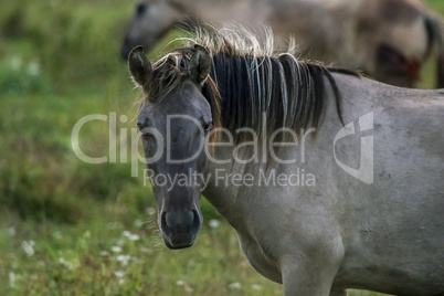 Portrait of horse grazing in the meadow on foggy summer morning.