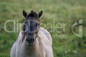 Portrait of horse grazing in the meadow on foggy summer morning.