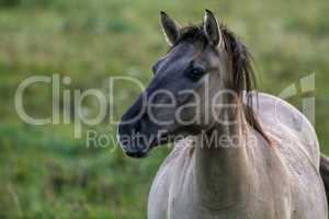 Portrait of horse grazing in the meadow on foggy summer morning.