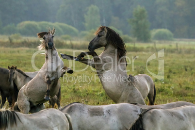 Wild horses grazing in the meadow on foggy summer morning.