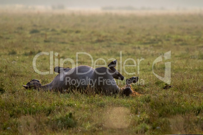 Wild horse sleeping in the meadow on foggy summer morning.