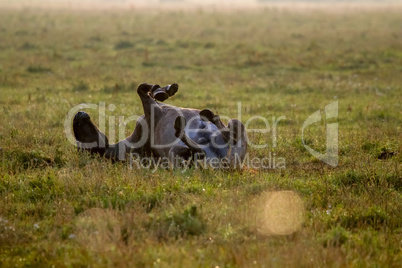 Wild horse sleeping in the meadow on foggy summer morning.