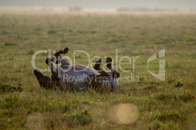 Wild horse sleeping in the meadow on foggy summer morning.