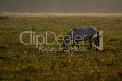 Wild horse grazing in the meadow on foggy summer morning.