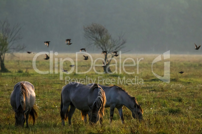 Wild horses grazing in the meadow on foggy summer morning.