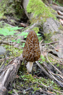 Spring Morchella conica mushroom among the roots