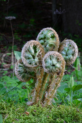 Heap of five spring fern bourgeons