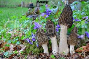 Four Black Morel mushrooms growing among spring Violets