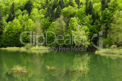 Young, green spring forest on the lake shore