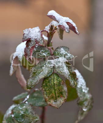 branches of roses with green leaves