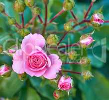 blooming bud of pink rose on the background of green leaves